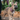 French Bulldog puppy wearing a purple 'Red Dingo' puppy kit with purple hearts pictured on it, in an outside environment.