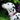 Dalmatian dog wearing a red 'Red Dingo' dog collar with white stars on it, in an outside environment. 
