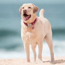 Yellow Labrador dog wearing a red 'Red Dingo' dog collar with white stars on it, on a beach. 