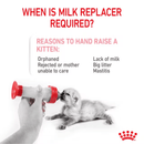 White background with a small white kitten being bottle fed pictured. The title above in red says 'When is milk replacer required' Below text says 'Reasons to hand raise a kitten', 'Orphaned, Rejected or mother unable to care, Lack of milk, Big litter, Mastitis'. 