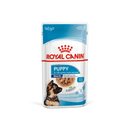 White background with a sachet of Royal Canin Maxi Puppy in gravy. Pictured on the packet is a puppy, text on the tin states '2 -15 months'. 