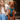 Red Labrador wearing a teal coloured Twiggy Tags Lagoon Adventure dog harness with a blonde lady sat next to the dog.