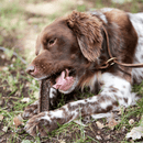 Dog with a stick in its mouth outdoors on grass