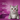 A purple background with the benefits of Whiskas Dentabites with Chicken in white text. Pictured next to a silver tabby cat.