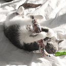 Grey and white cat rolled on it's back playing with large white fish shaped catnip toy with blue, red and yellow paint-splatter details on the fabric. Yellow stitch details of text 'Yeowww! Catnip' are in the centre of the fish toy. Pictured on a white bedsheet. 