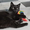 Black cat playing with rainbow shaped cat toy in rainbow colours on a tiled floor. 