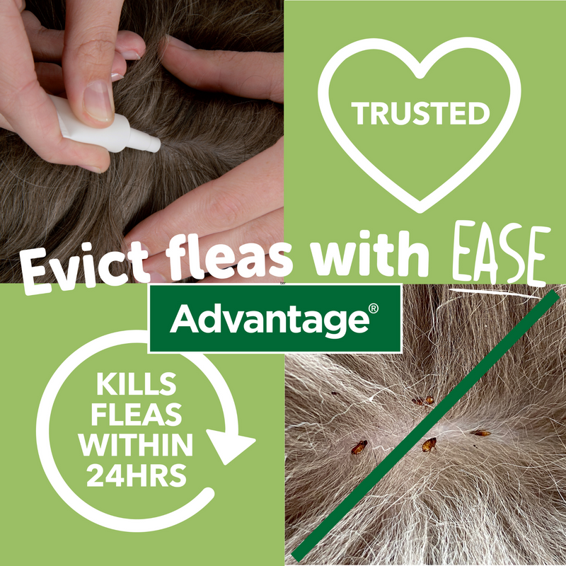 Advantage 250 evict fleas