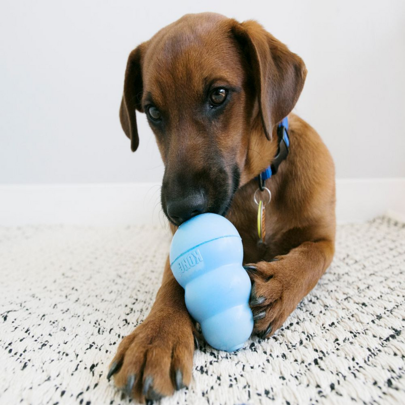 Puppy with Kong Toy