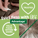 Advantage 250 evict fleas