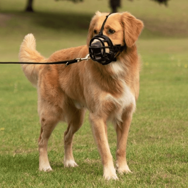 Baskerville Ultra Muzzle
