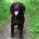 Baskerville Ultra Muzzle