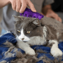 Kong Cat Zoom Groom