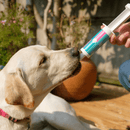 Labrador eating PDSA probiotic paste