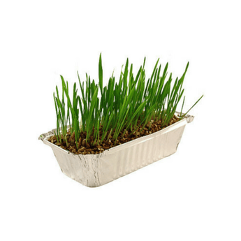 Pussy Lawn